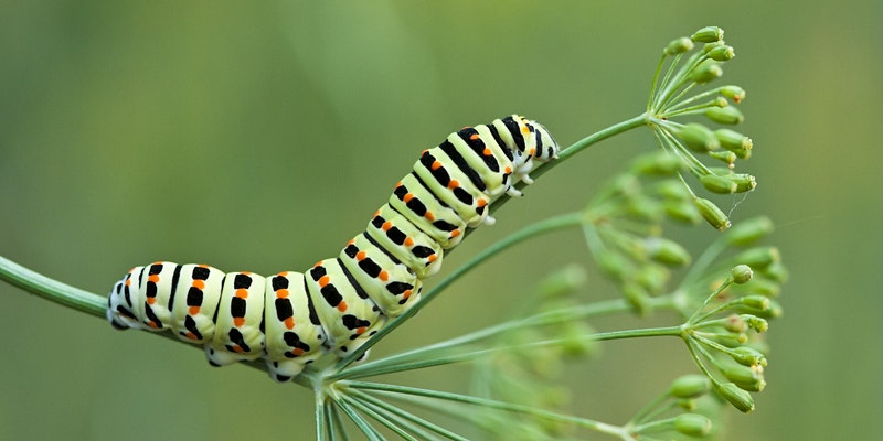 Macro Photography Course